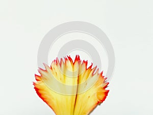 Flos Chrysanthemi photo